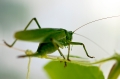 Hepokatti6 800px